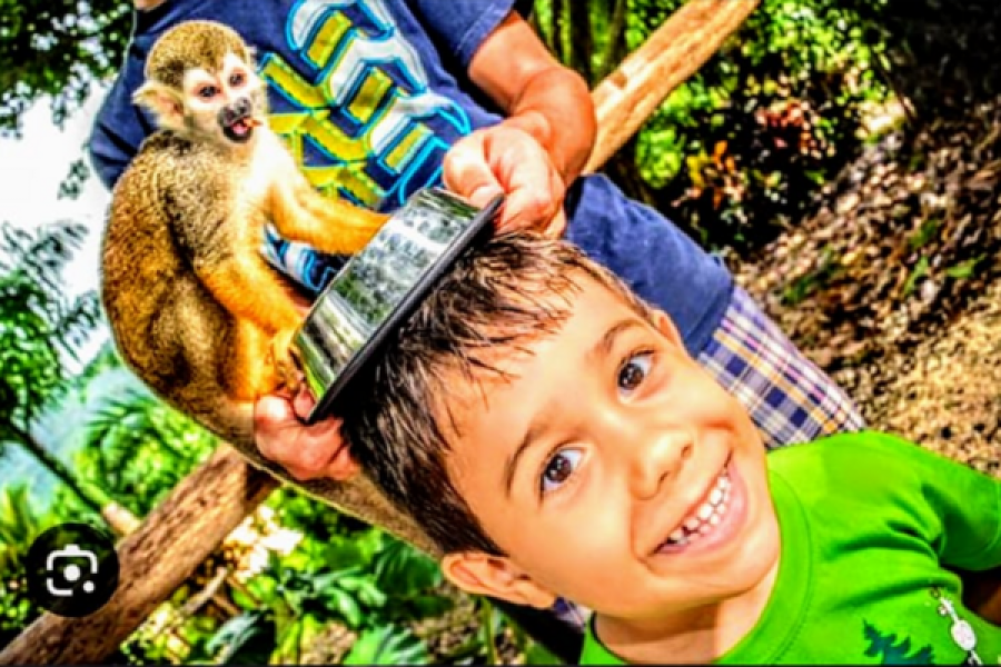 Monkey