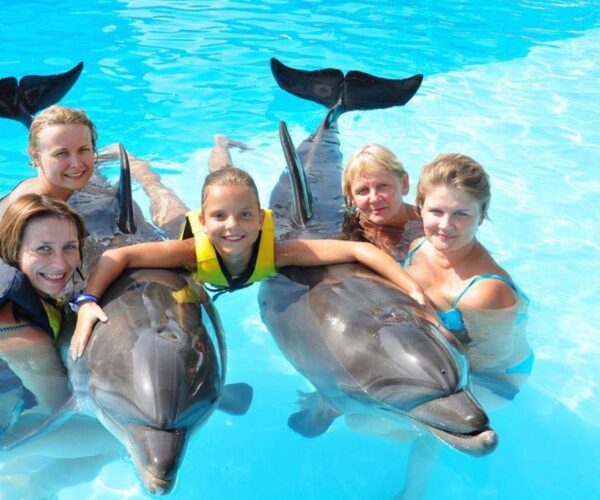 Dolphins
